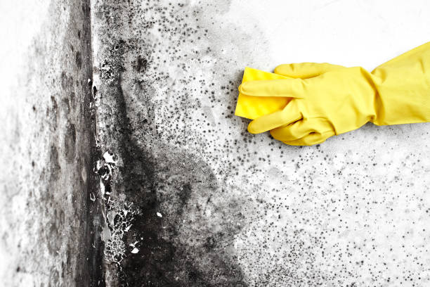 Best Environmental Consulting for Mold Prevention  in Martindale, TX