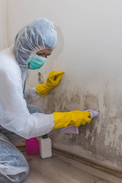 Best Comprehensive Air Testing for Mold Contaminants  in Martindale, TX