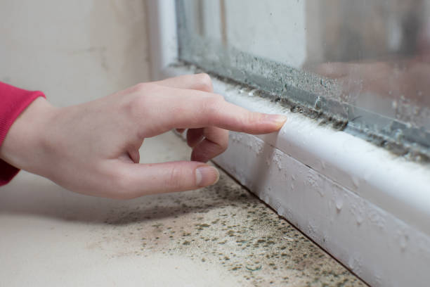 Best Comprehensive Air Testing for Mold Contaminants  in Martindale, TX